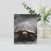 Postkarte für Afrikanisch gefleckte Tortoise (Stehend Vorderseite)