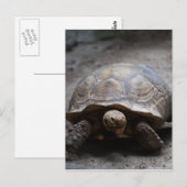 Postkarte für Afrikanisch gefleckte Tortoise (Vorne/Hinten)