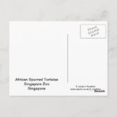 Postkarte für Afrikanisch gefleckte Tortoise (Rückseite)