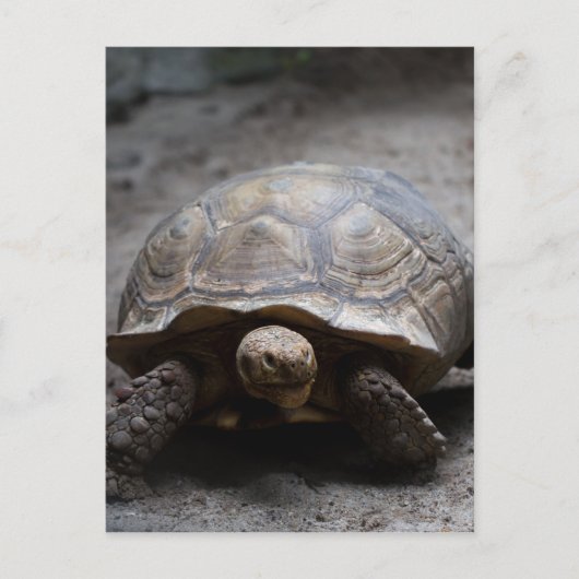 Postkarte für Afrikanisch gefleckte Tortoise (Vorderseite)