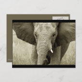 Postkarte für Afrikanische Bullen-Elefanten (anpas (Vorne/Hinten)