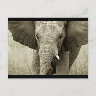 Postkarte für Afrikanische Bullen-Elefanten (anpas