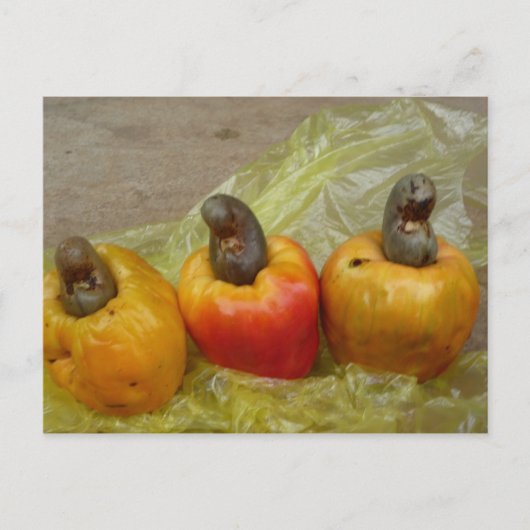 Postkarte für afrikanische Cashew Nut Fruit (Vorderseite)