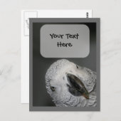 Postkarte für Afrikanischer Papagei (Vorne/Hinten)