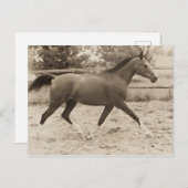 Postkarte für Arabien (Vorne/Hinten)