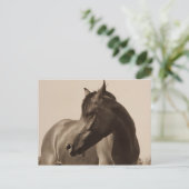 Postkarte für arabisches Pferd (Stehend Vorderseite)