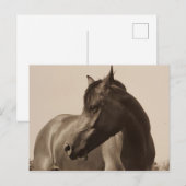 Postkarte für arabisches Pferd (Vorne/Hinten)