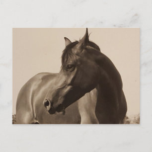 Postkarte für arabisches Pferd
