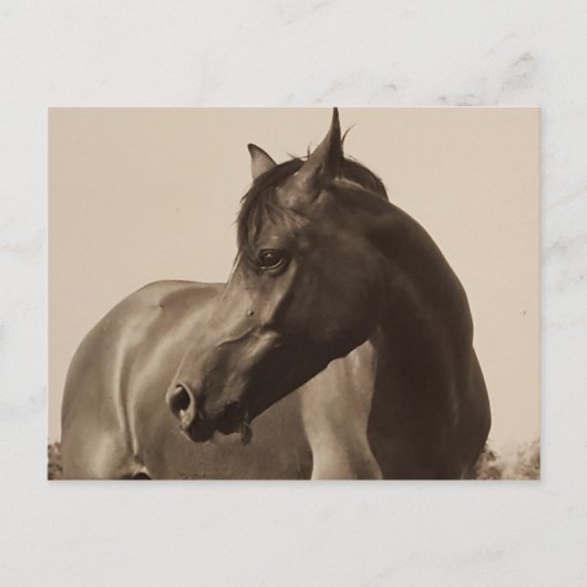 Postkarte für arabisches Pferd (Vorderseite)
