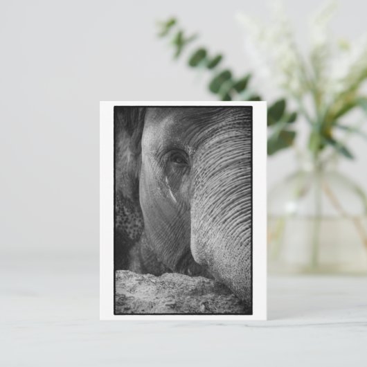 Postkarte für asiatische Elefanten (Stehend Vorderseite)