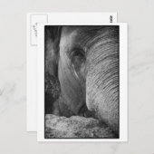 Postkarte für asiatische Elefanten (Vorne/Hinten)