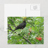 Postkarte für Blackbird und Berries (Vorne/Hinten)