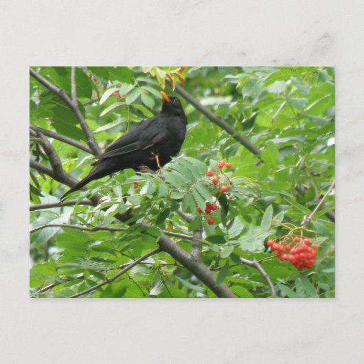 Postkarte für Blackbird und Berries (Vorderseite)