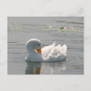 Postkarte für das Foto der weißen Ente