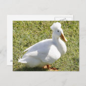 Postkarte für das Foto "Weißer Enten" (Vorne/Hinten)