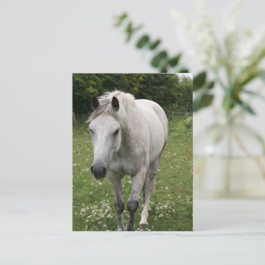 Postkarte für das graue Pferd (Stehend Vorderseite)