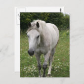 Postkarte für das graue Pferd (Vorne/Hinten)