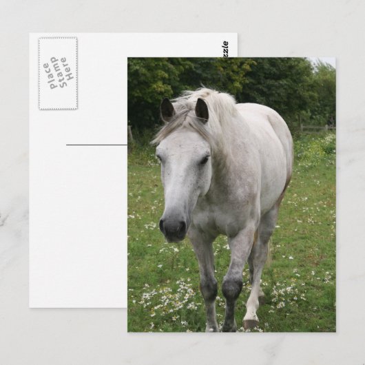 Postkarte für das graue Pferd (Vorne/Hinten)