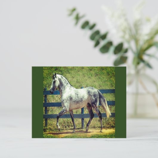Postkarte für das graue Pferd (Stehend Vorderseite)