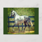 Postkarte für das graue Pferd (Vorderseite)