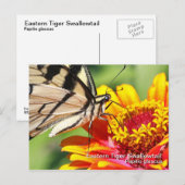 Postkarte für das östliche Tiger-Frack (Vorne/Hinten)