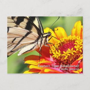 Postkarte für das östliche Tiger-Frack