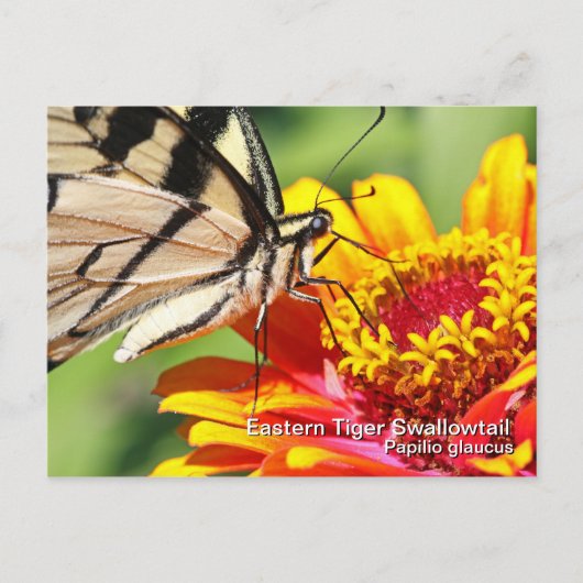 Postkarte für das östliche Tiger-Frack (Vorderseite)