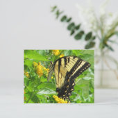 Postkarte für das östliche Tiger-Frack (Stehend Vorderseite)