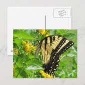 Postkarte für das östliche Tiger-Frack (Vorne/Hinten)