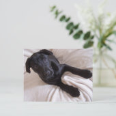 Postkarte für das schwarze Labor (Stehend Vorderseite)