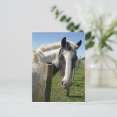 Postkarte für das Schwarze und Weiße Pferd (Stehend Vorderseite)