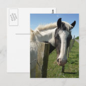 Postkarte für das Schwarze und Weiße Pferd (Vorne/Hinten)