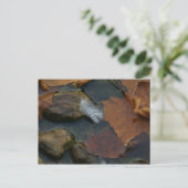 Postkarte für das weiße Feather (Stehend Vorderseite)