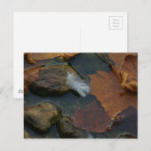 Postkarte für das weiße Feather (Vorne/Hinten)
