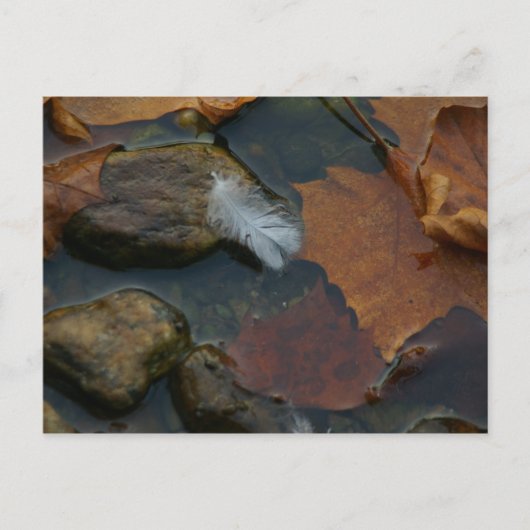 Postkarte für das weiße Feather (Vorderseite)