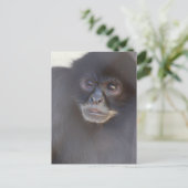 Postkarte für den Affen (Stehend Vorderseite)