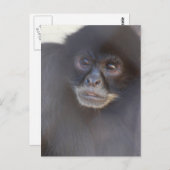 Postkarte für den Affen (Vorne/Hinten)