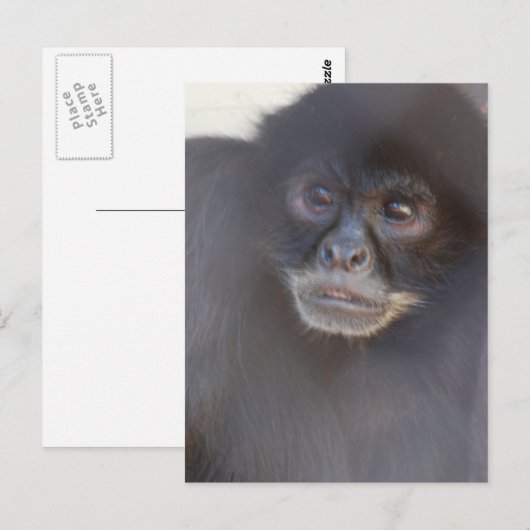 Postkarte für den Affen (Vorne/Hinten)