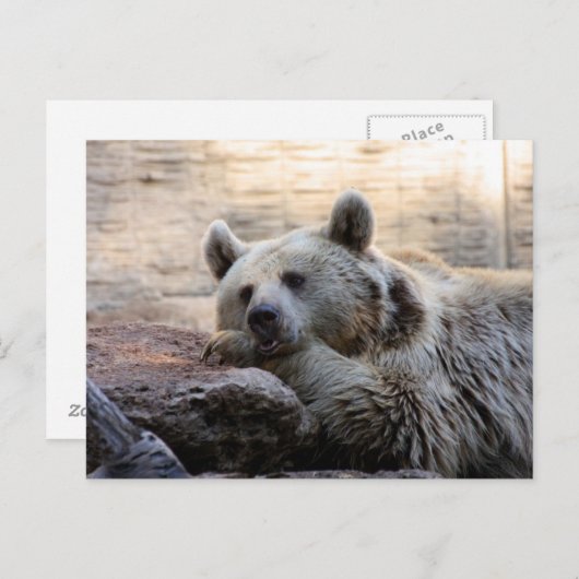 Postkarte für den Daydreaming-Bär (Vorne/Hinten)