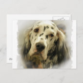Postkarte für den Englischen Setter (Vorne/Hinten)