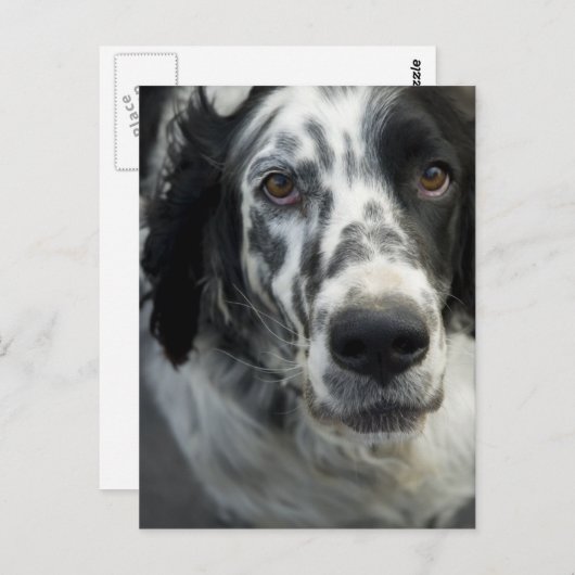 Postkarte für den englischen Setter (Vorne/Hinten)