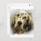 Postkarte für den Englischen Setter (Vorne/Hinten)