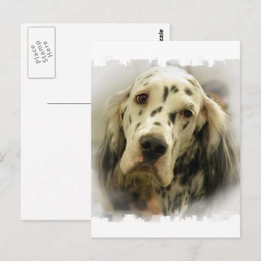 Postkarte für den Englischen Setter (Vorne/Hinten)