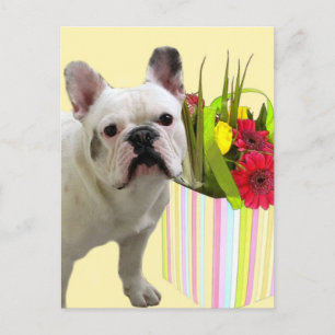 Postkarte für den französischen Bulldoggen
