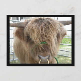 Postkarte für den Hochlandvieh