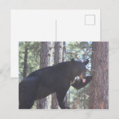Postkarte für den schwarzen Bär (Vorne/Hinten)