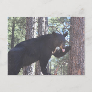 Postkarte für den schwarzen Bär