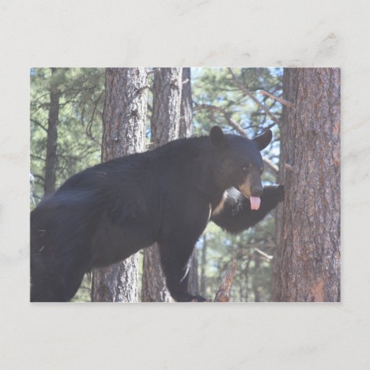 Postkarte für den schwarzen Bär (Vorderseite)