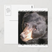Postkarte für den schwarzen Bär (Vorne/Hinten)