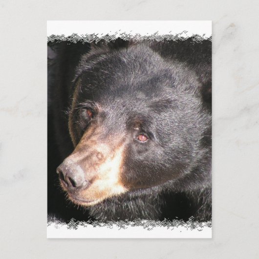Postkarte für den schwarzen Bär (Vorderseite)